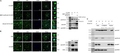 Tomato Yellow Leaf Curl Virus V2 Protein Plays a Critical Role in the Nuclear Export of V1 Protein and Viral Systemic Infection